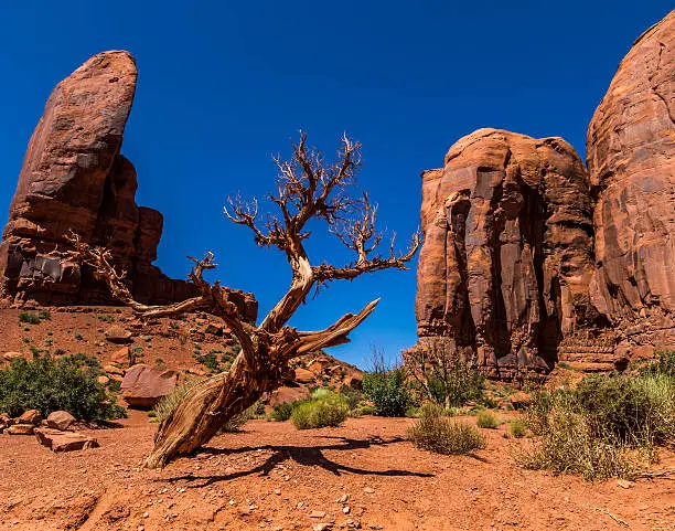 A barren old tree leans across the desert floor in Monument Valley Arizona.  Red Rocks contrasted by blue sky and green desert plants.