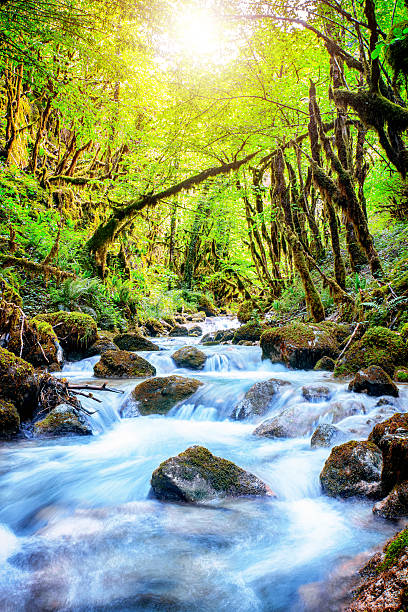 hermosa corriente de agua dulce silvestre en el bosque bajo la luz del sol brillante - flowing water stream moss river fotografías e imágenes de stock