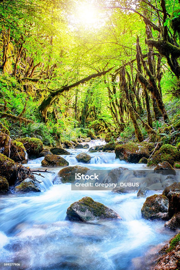 Beautiful wild fresh water stream in forest under bright sunlight Vertical composition vibrant color HDR photography of selective focus of beautiful wild water stream, river in lush foliage forest with strange shape trees, twisted. Branch and trunk are covered by green moss growing due to humidity of riverbank. This picture was taken in Bugey mountain deep woods, in middle of summer season in july, august in Ain, Auvergne-Rhone-Alpes (Rhone-Alpes) region in France (Europe). Shot with backlighting bright orange sunlight in background with some sunbeam due to mist and fog created by fresh water splashing and temperature differences. In this color image there are some eroded rock and stone covered by green and brown moss. Picture taken in long exposure, with blurred motion water. This scenic shot without people, landscape with small waterfall and cascade range has a feeling of lush foliage tropical rainforest under tropical climate. Morenaz river along the Cascade de la Fouge footpath in Cerdon small village next to Jura. Waterfall Stock Photo