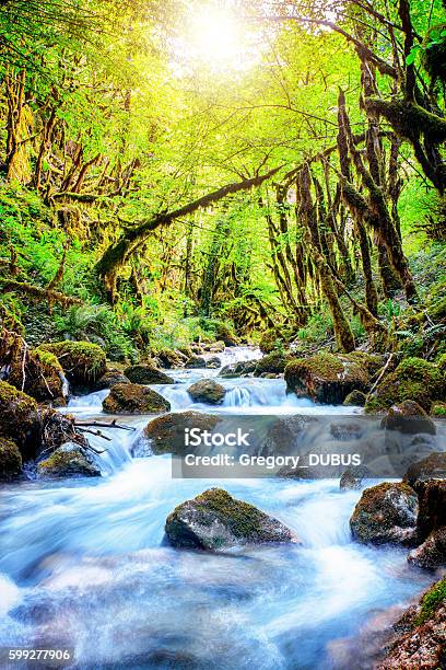Beautiful Wild Fresh Water Stream In Forest Under Bright Sunlight Stock Photo - Download Image Now