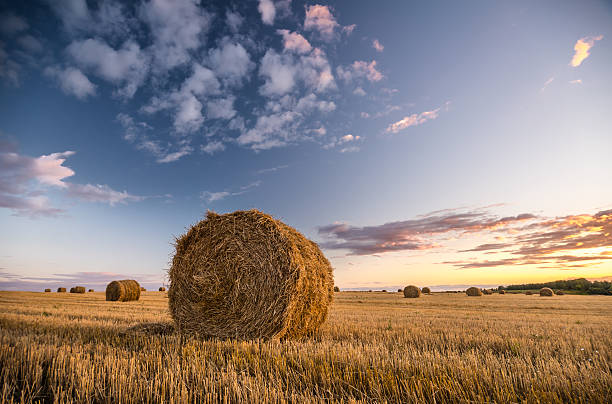 istock Haystacks on the field. Agricultural landscape 599278266