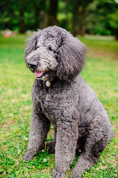 istock Standard poodle dog breed 599278680
