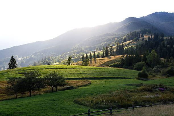 istock Mountain peaks, coniferous forest and green meadow 599278782