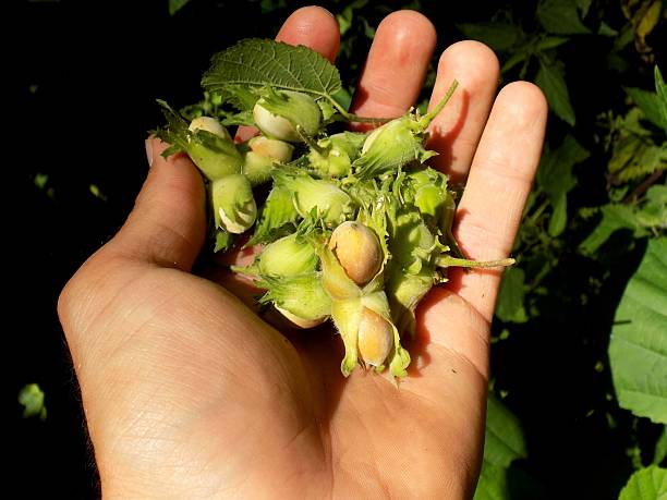 istock Ripe hazelnuts in nutshell in wild nature on human palm 599279636