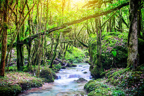 Horizontal composition vibrant color HDR blurred motion photography of selective focus of beautiful wild water stream, river in lush foliage forest with strange shape trees, twisted. Branch and trunk are covered by green moss growing due to humidity of riverbank. This picture was taken in Bugey mountain deep woods, in middle of summer season in july, august in Ain, Auvergne-Rhone-Alpes (Rhone-Alpes) region in France (Europe). Shot with backlighting bright orange sunlight in background with some sunbeam due to mist and fog created by fresh water splashing and temperature differences. In this color image there are some eroded rock and stone covered by green and brown moss. Picture taken in long exposure, with blurred motion water. This scenic shot without people, landscape with small waterfall and cascade range has a feeling of lush foliage tropical rainforest under tropical climate. Morenaz river along the Cascade de la Fouge footpath in Cerdon small village next to Jura.