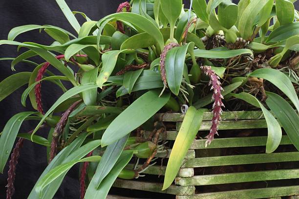 istock Lizard's Head Bulbophyllum Orchid 599279978