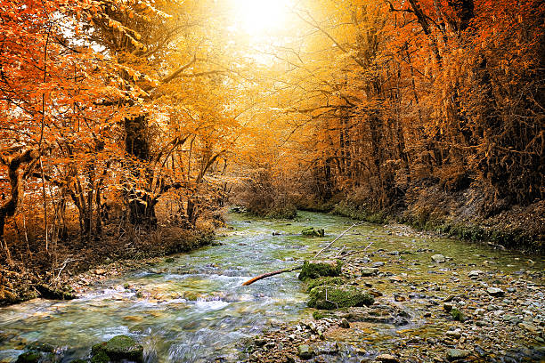 Horizontal composition vibrant color HDR photography of selective focus of beautiful wild water stream, river in lush foliage orange leaf forest with strange shape trees, twisted. Branch and tree trunk are covered by green and brown moss growing due to humidity of riverbank. This picture was taken in Bugey mountain deep woods, in middle of autumn season in Ain, Auvergne-Rhone-Alpes (Rhone-Alpes) region in France (Europe). Shot with backlighting bright orange sunlight in background with some sunbeam due to mist and fog created by fresh water splashing and temperature differences. In this color image there are some eroded rock and stone covered by green brown moss. Picture taken in long exposure, with blurred motion water. This scenic shot without people, landscape with small waterfall and cascade range has a feeling of lush foliage tropical rainforest under tropical climate. Morenaz river along the Cascade de la Fouge footpath in Cerdon small village next to Jura.