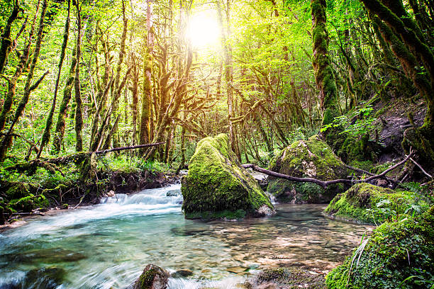 hermosa corriente de agua dulce silvestre en el bosque bajo la luz del sol brillante - flowing water stream moss river fotografías e imágenes de stock