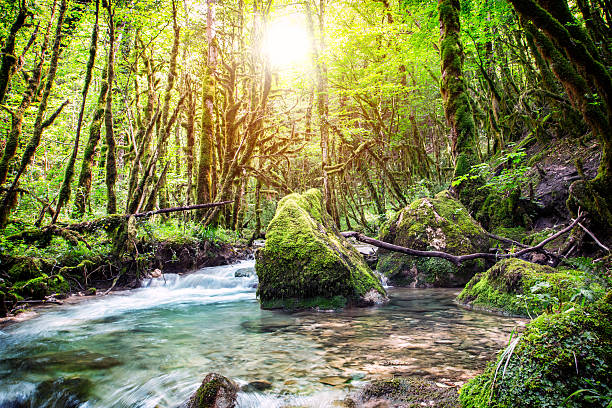 Horizontal composition vibrant color HDR photography of selective focus of beautiful wild water stream, river in lush foliage forest with strange shape trees, twisted. Branch and trunk are covered by green moss growing due to humidity of riverbank. This picture was taken in Bugey mountain deep woods, in middle of summer, autumn season in august in Ain, Auvergne-Rhone-Alpes (Rhone-Alpes) region in France (Europe). Shot with backlighting bright orange sunlight in background with some sunbeam due to mist and fog created by fresh water splashing and temperature differences. In this color image there are some eroded rock and stone covered by green and brown moss. Picture taken in long exposure, with blurred motion water. This scenic shot without people, landscape with small waterfall and cascade range has a feeling of lush foliage tropical rainforest under tropical climate. Morenaz river along the Cascade de la Fouge footpath in Cerdon small village next to Jura.