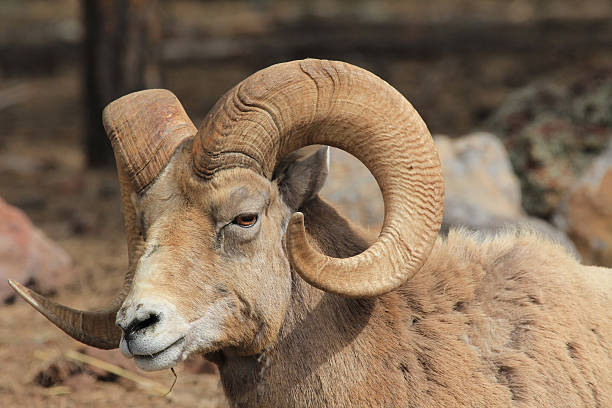 istock Bighorn sheep's portrait 599281710