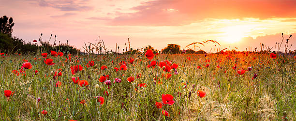 Wheat field with poppies stock photo