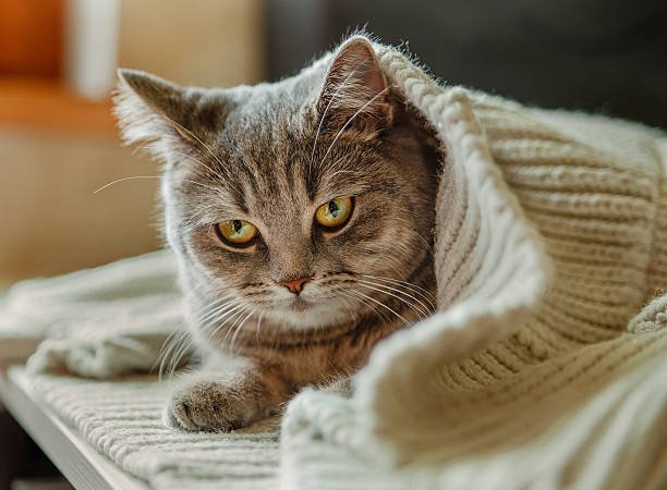 istock Cute Cat is Sitting in the Knitted White Sweater.Animal 599282016