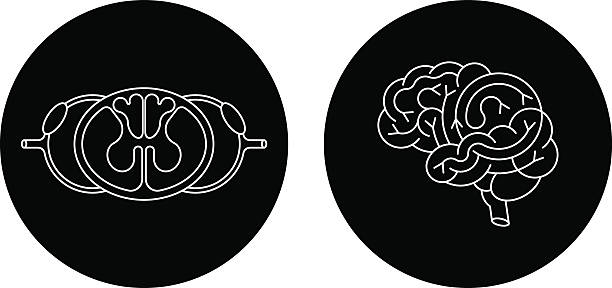 ilustrações, clipart, desenhos animados e ícones de cns cérebro e cordão spnal - motor neuron