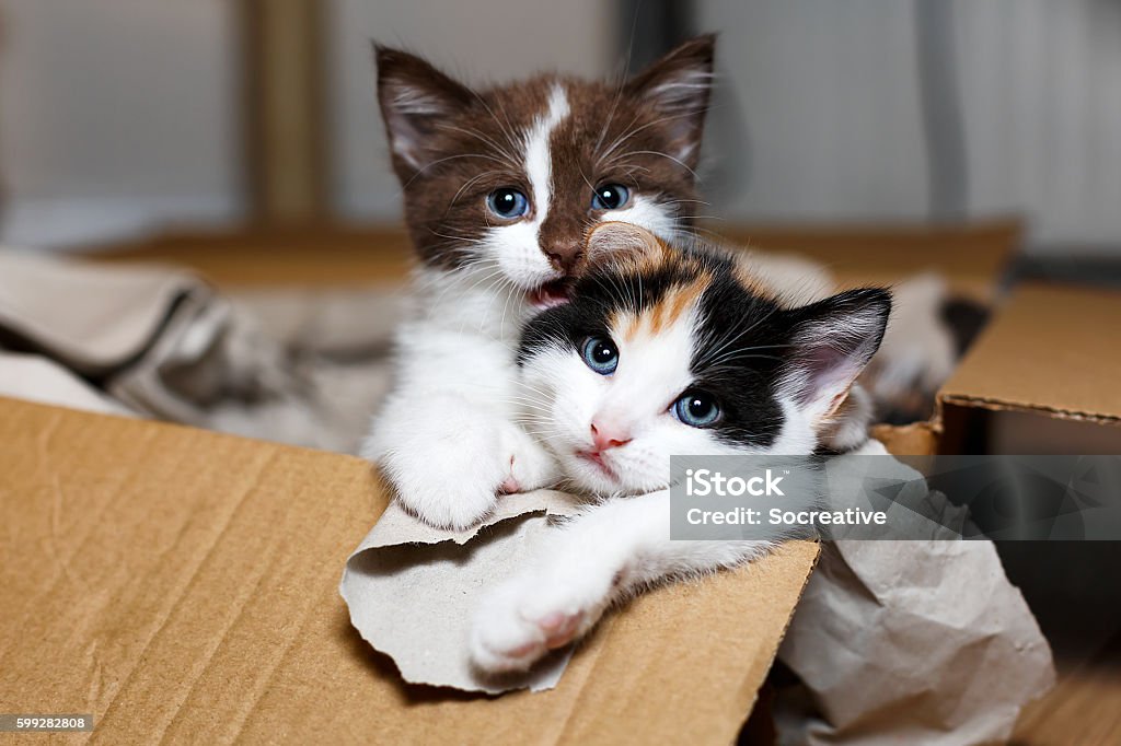 Kittens play in a box Two kittens playing in the packaging box. Animal Stock Photo