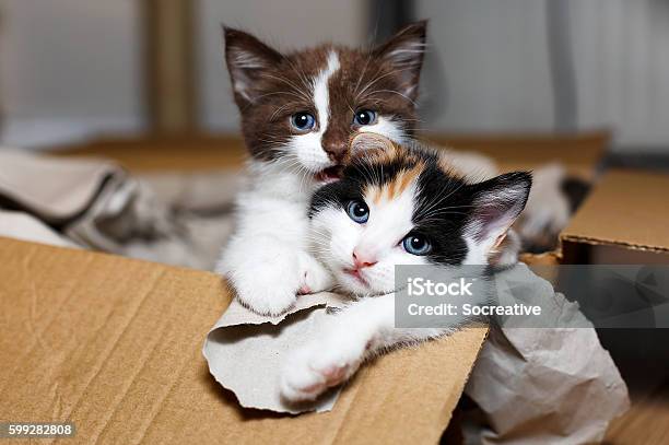 Kittens Play In A Box Stock Photo - Download Image Now - Animal, Animal Body Part, Animal Eye