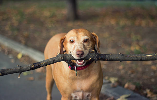 istock Old golden dog holding a branch 599458528