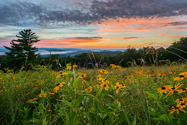 istock Black Eyed Susan Flowers at Sunset 599458908