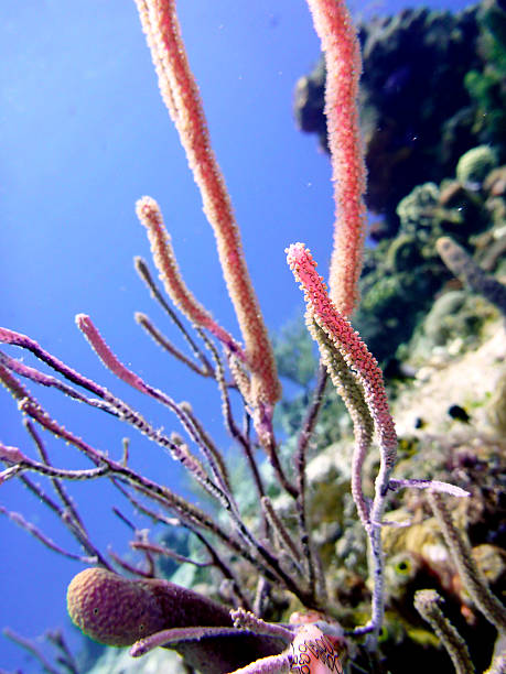 istock Diving in Cozumel, Mexico 599459328