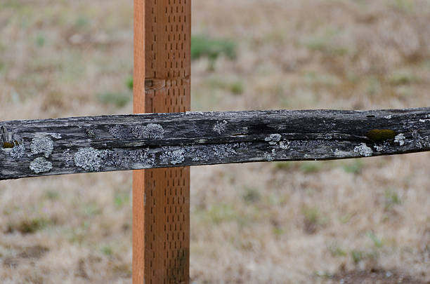 istock Fence generations at Lake Sammamish trail 599460216