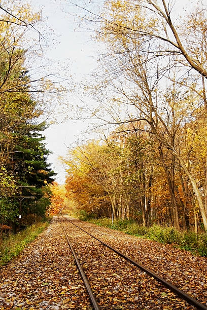 istock Railroad track in the autumn forest. 599462390