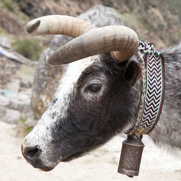 cabeza de yak (bos mutus) con campana - animal head cow animal bell fotografías e imágenes de stock