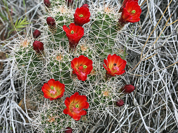 coupe claret - claret cup photos et images de collection