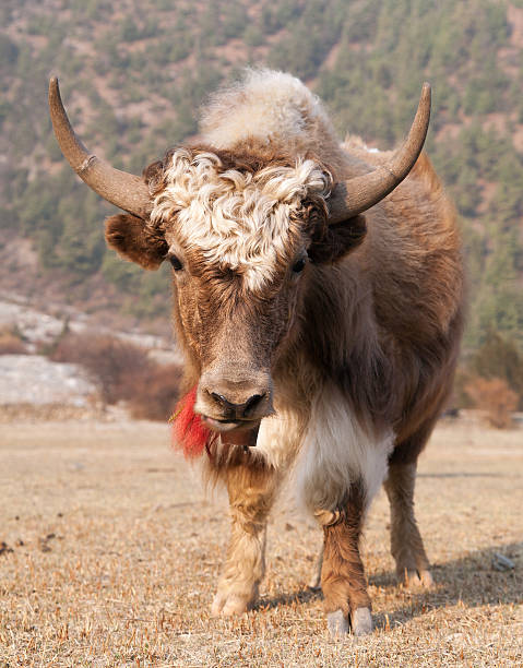 istock White and Brown yak on meadow 599465404