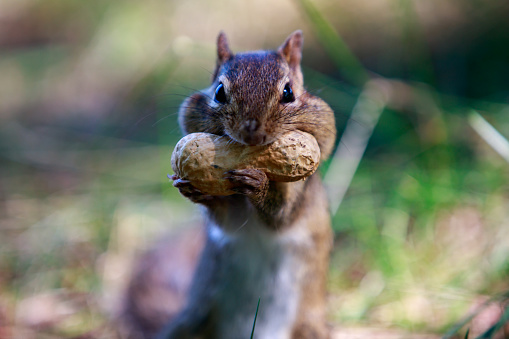 squirrel get mouth full with peanut