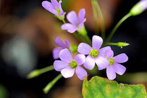 istock Garden pink-sorrel or broadleaf woodsorrel 599466240