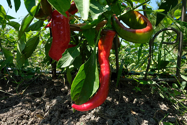 Red Italian pepper in garden.