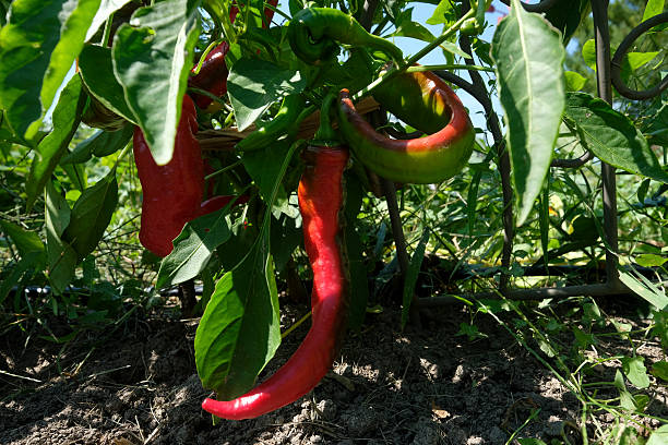 istock Red Italian pepper in garden. 599466496