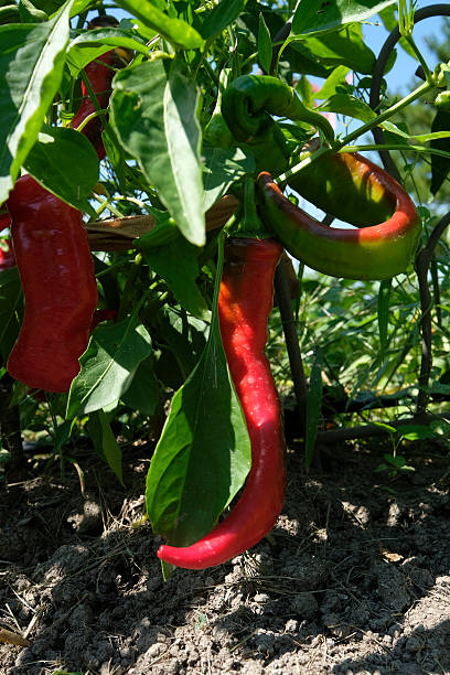 istock Red Italian pepper in garden. 599466526