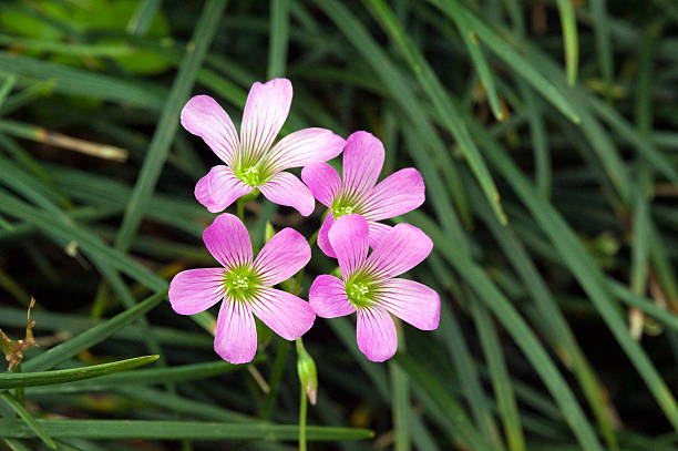 istock Garden pink-sorrel or broadleaf woodsorrel 599466536
