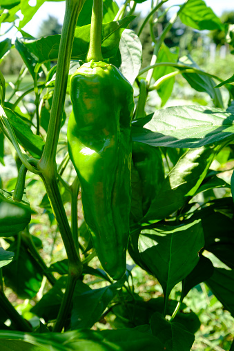 Green pepper in garden.