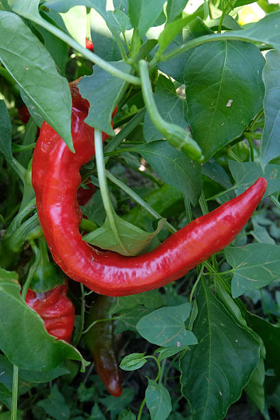 Red Italian pepper in garden.