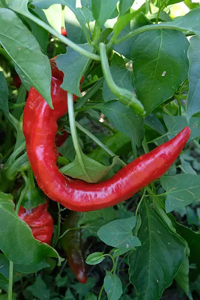 Red Italian pepper in garden.
