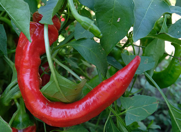 istock Red Italian pepper in garden. 599466702