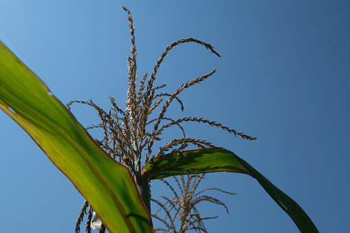 Corn tops against blue sky