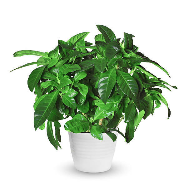 istock sprout of gardenia a potted plant isolated over white 599467796