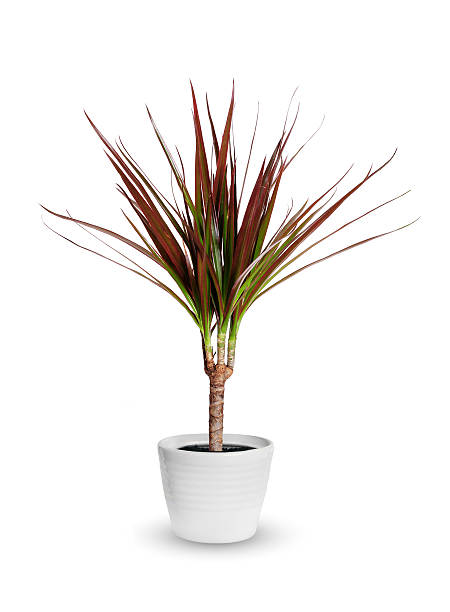 plante d’intérieur - dracaena marginata une plante en pot isolée - decorative plant photos et images de collection