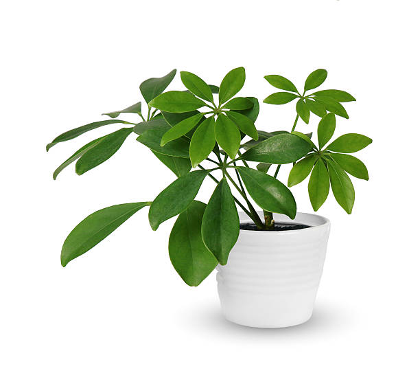 istock Houseplant - young Schefflera a potted plant isolated over white 599467890