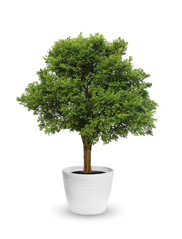 Ficus lirata in wickr pot on wooden table. Minimal. Front view. copy space.