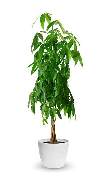 istock Pachira aquatica a potted plant isolated over white 599467946
