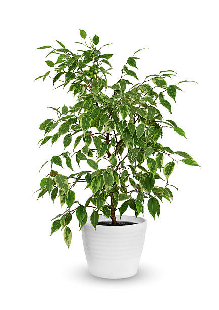 jeune ficus benjamina une plante en pot isolée sur blanc - decorative plant photos et images de collection