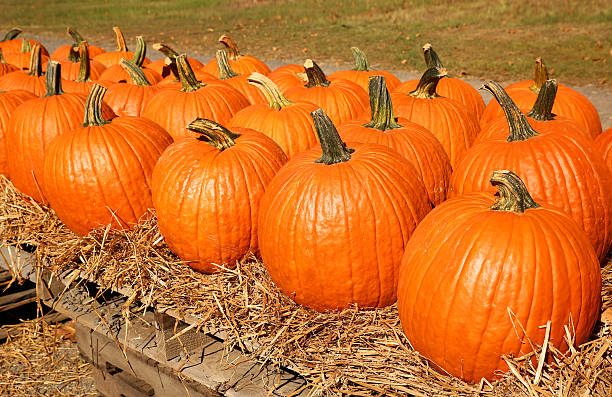 istock Pumpkins on the autumn market 599468588