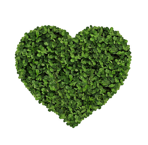 istock heart made of clover Isolated on White Background 599469466