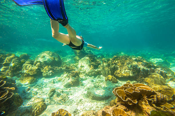 istock Snorkeling in coral reef 599469684