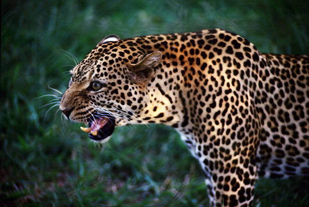 istock Angry leopard at Nairobi National Park, Kenya 599471204