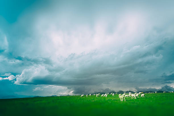 istock green grass against the sky 599471406