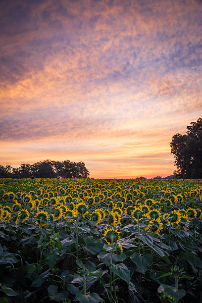 istock Sunflowers at sunrise 599472690
